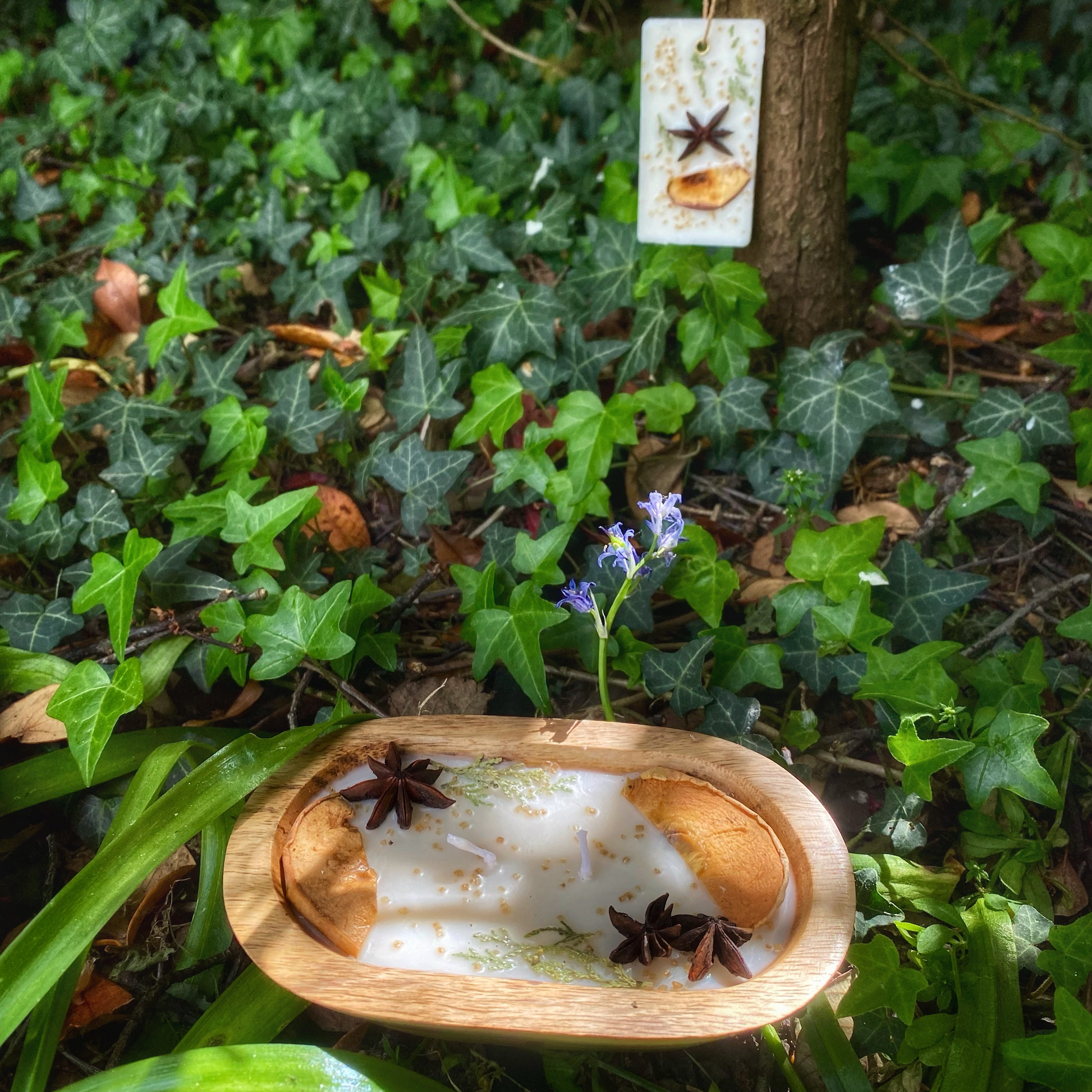 Wooden bowl with star anise on a green leafy background